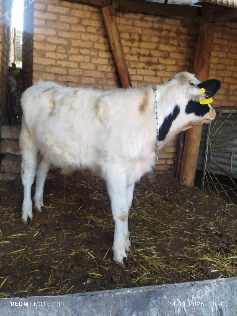 Сментал окуз - Türkmenabat - img 4