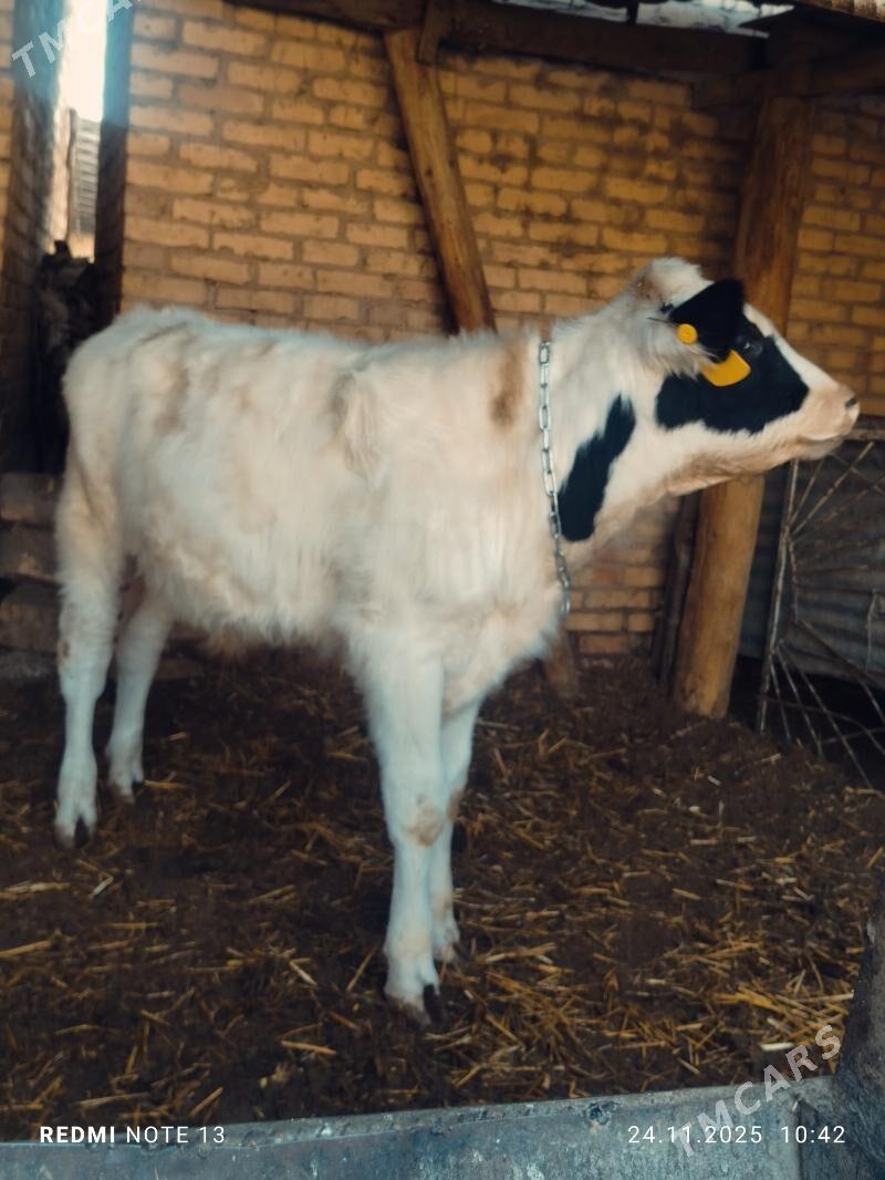 Сментал окуз - Türkmenabat - img 2