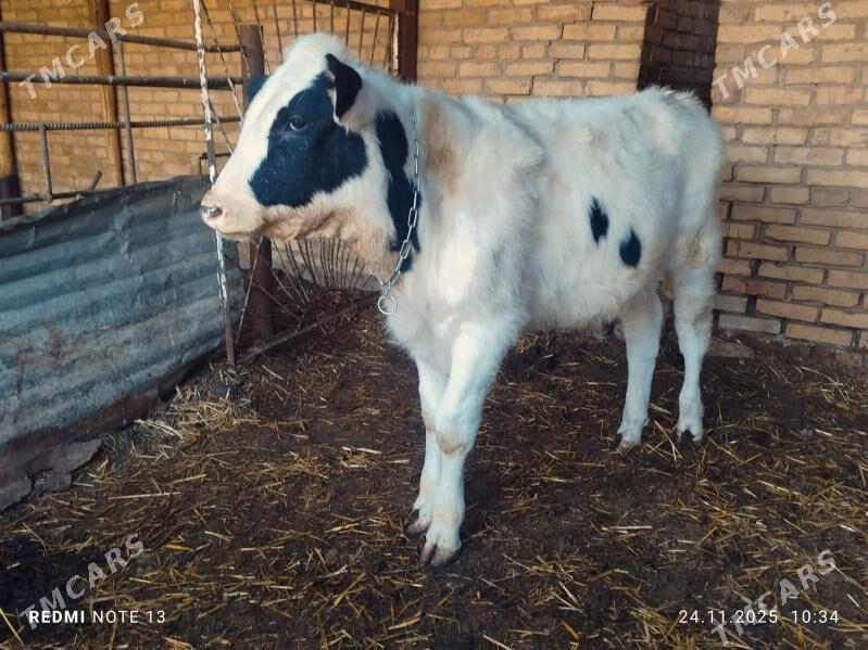 Сментал окуз - Türkmenabat - img 3