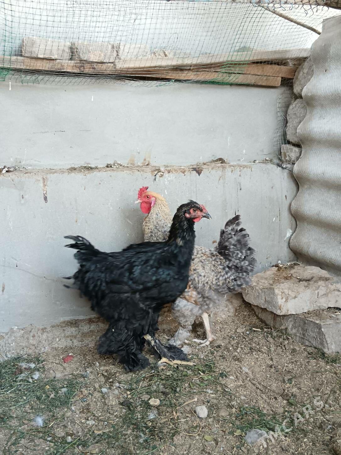 Brama Dominat horazlar - Bagyr - img 2