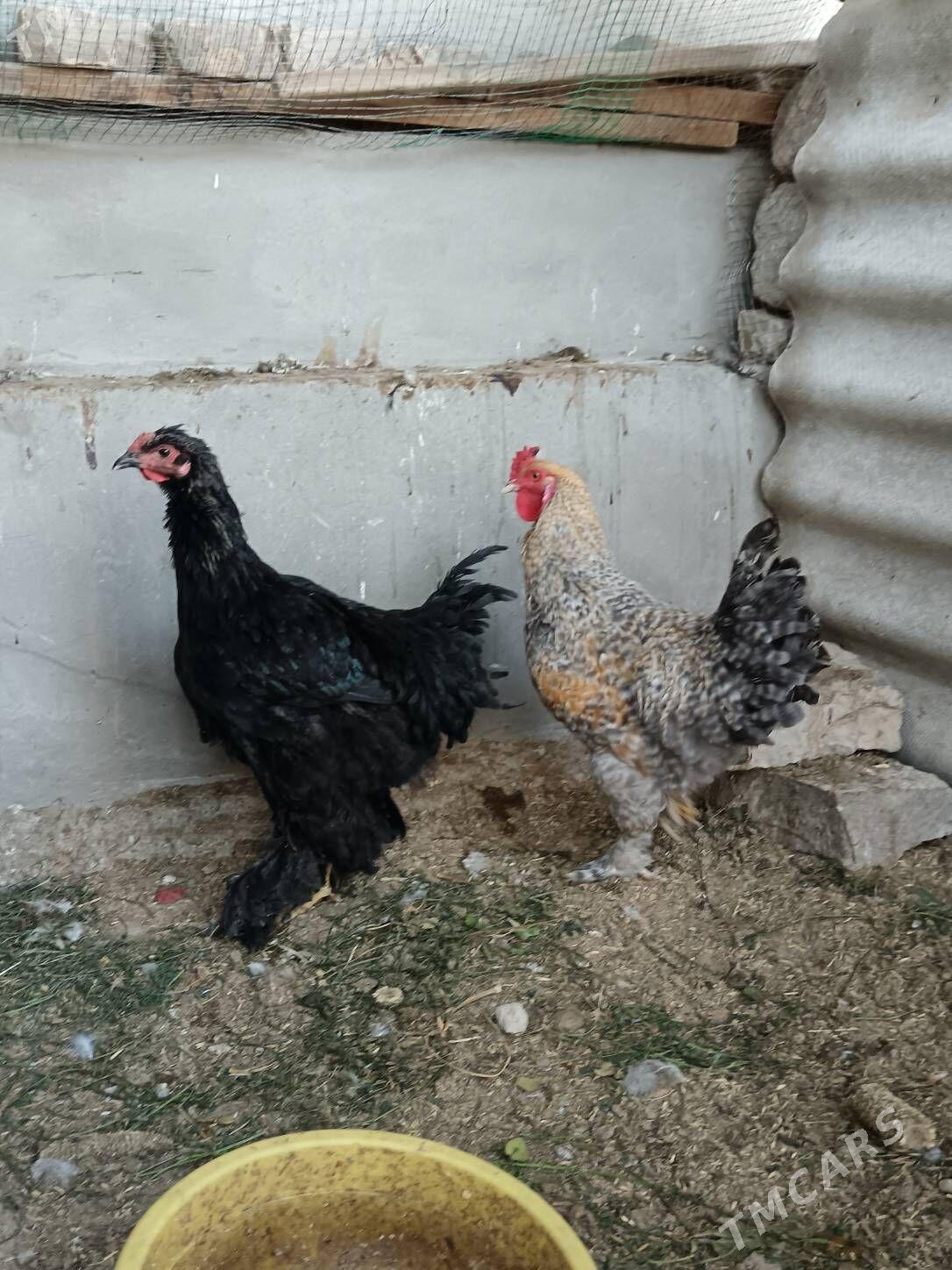 Brama Dominat horazlar - Bagyr - img 4