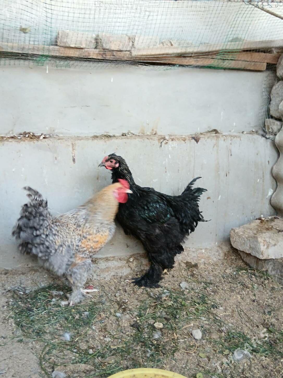 Brama Dominat horazlar - Bagyr - img 5