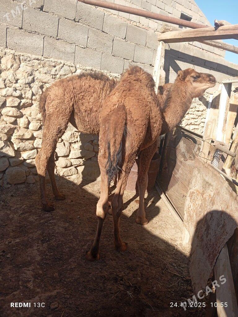 torum - Gyzylarbat - img 3