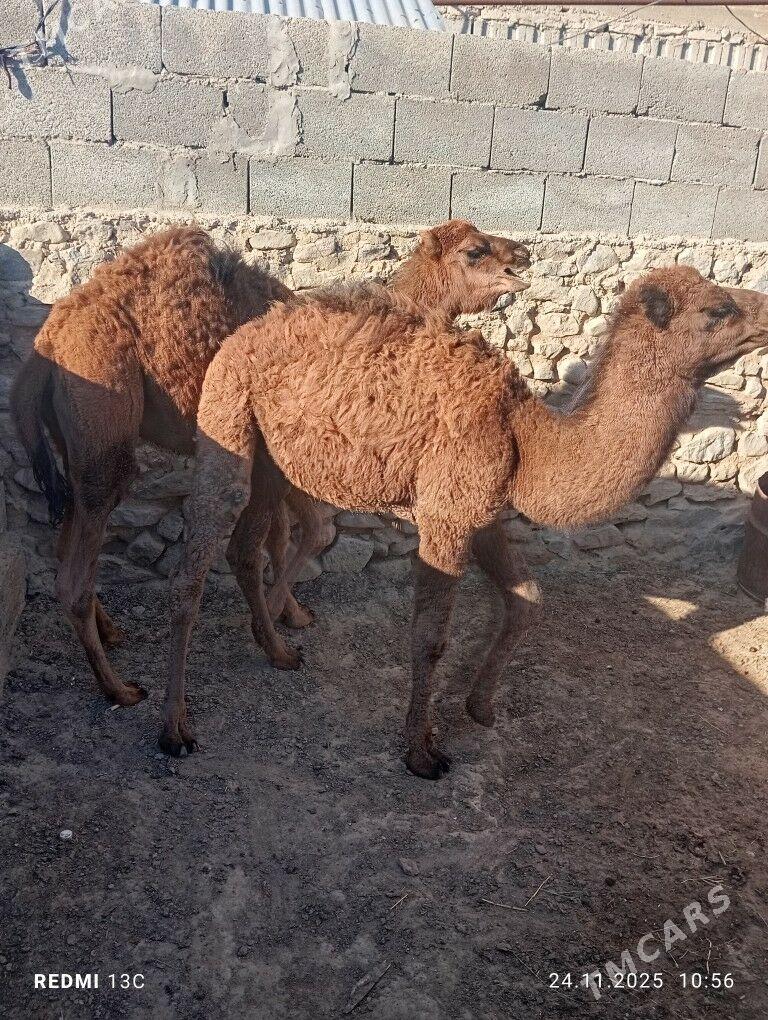 torum - Gyzylarbat - img 2