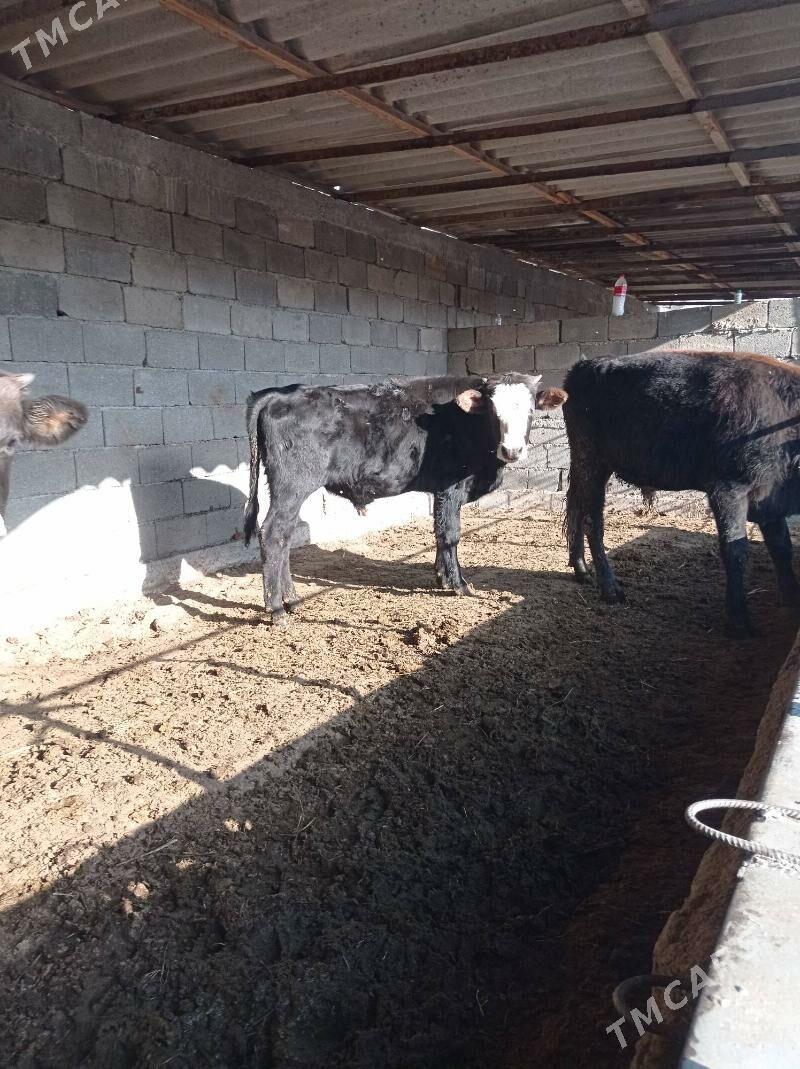 okuz ler - Büzmeýin - img 2