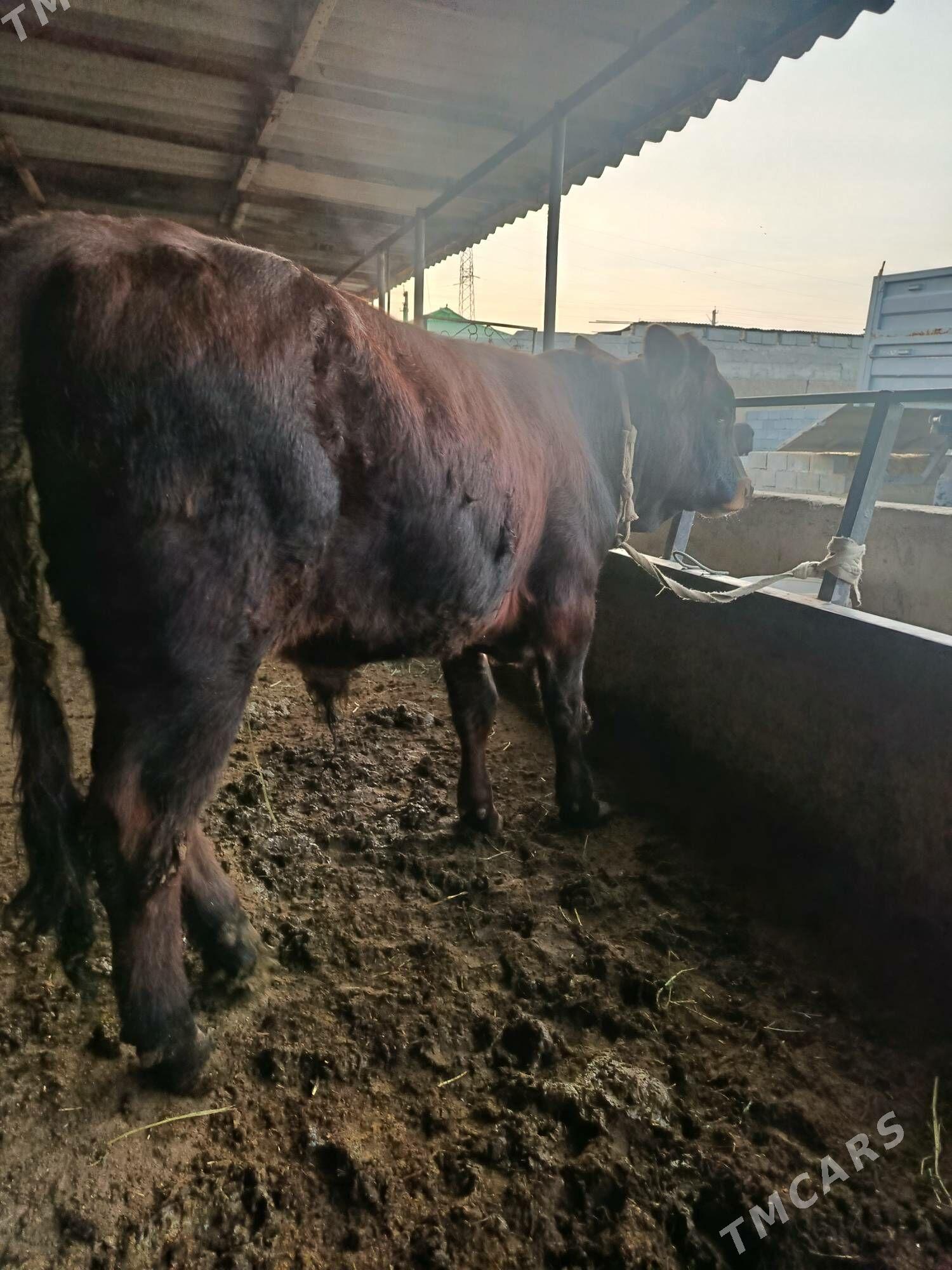 okuz ler - Büzmeýin - img 4