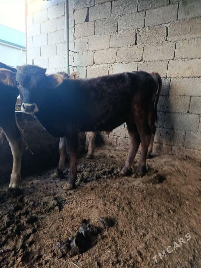 okuz ler - Büzmeýin - img 3