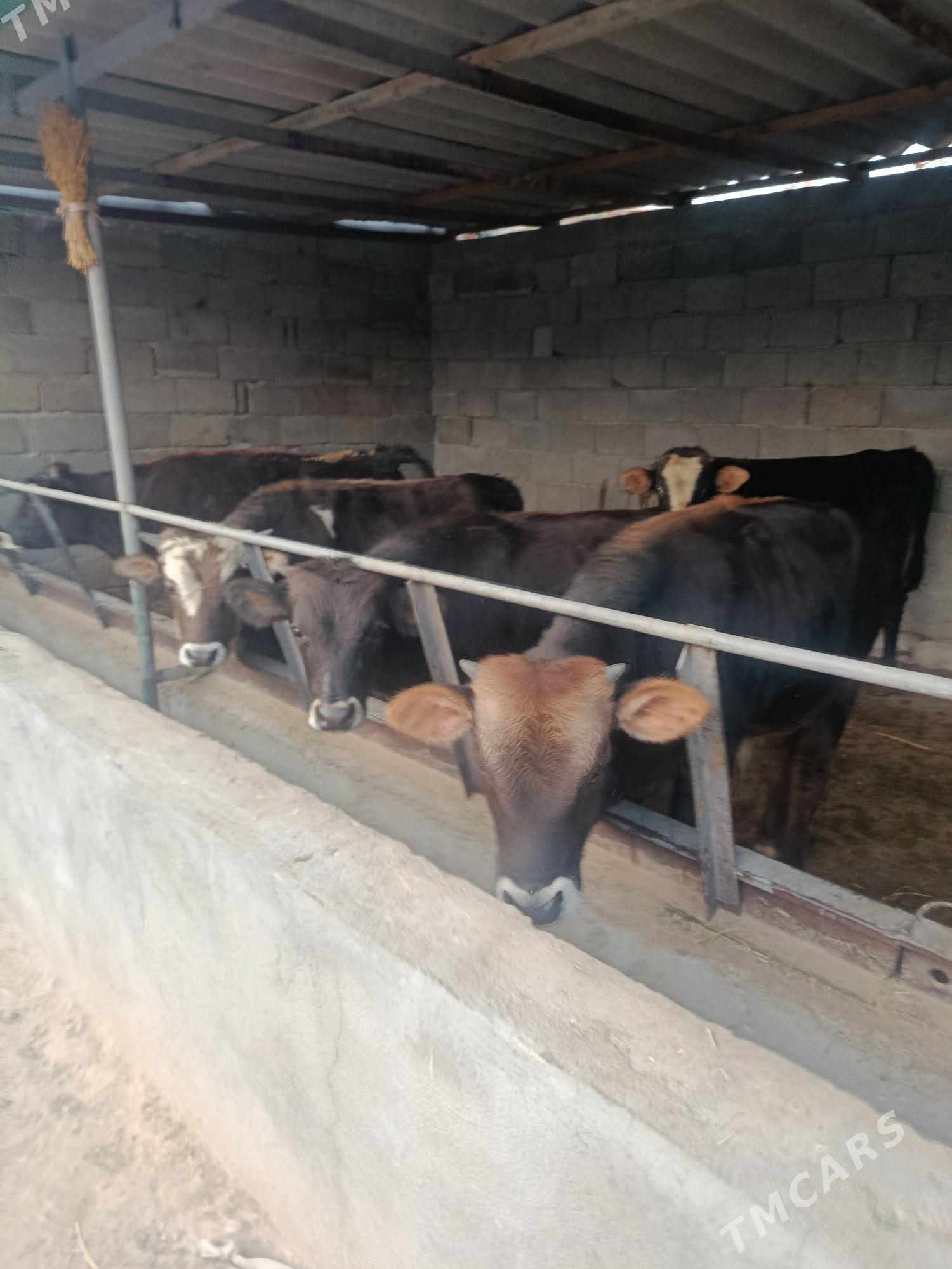 okuz ler - Büzmeýin - img 5