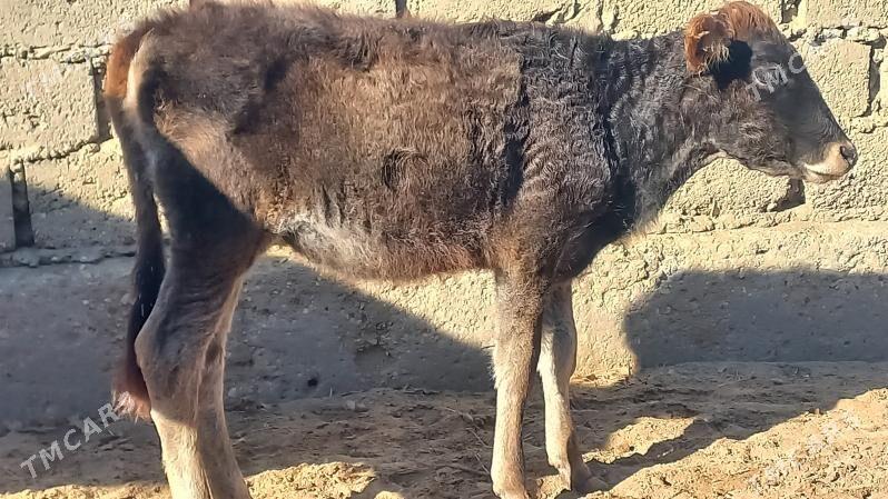 tana - Эсенгулы - img 1