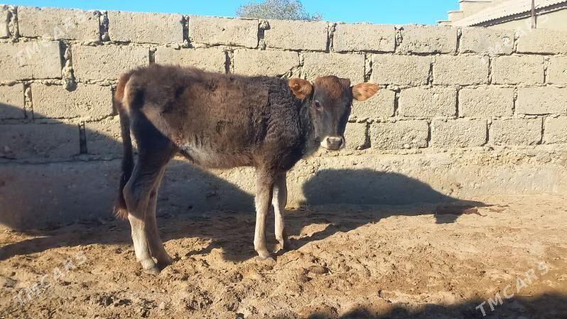 tana - Эсенгулы - img 2