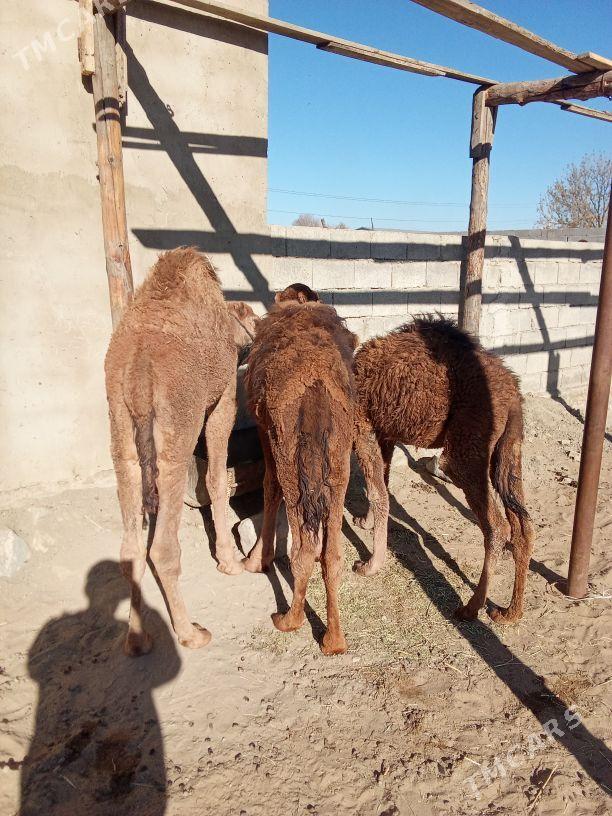 torum - Bäherden - img 2