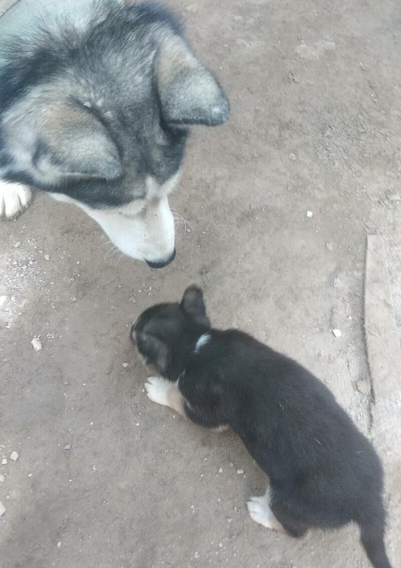 Хасики Чага - Кёнеургенч - img 4