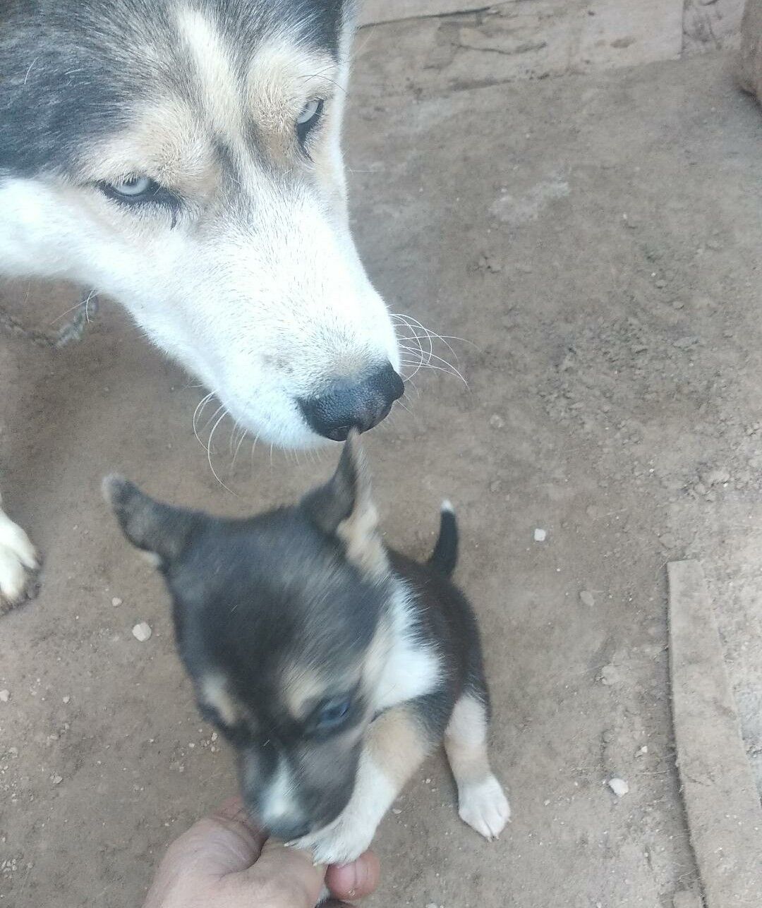 Хасики Чага - Кёнеургенч - img 5