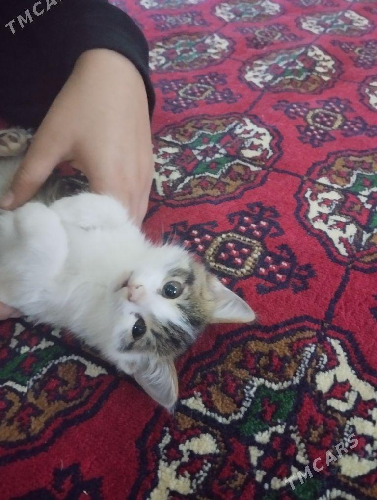 oy pisigi - Дашогуз - img 1