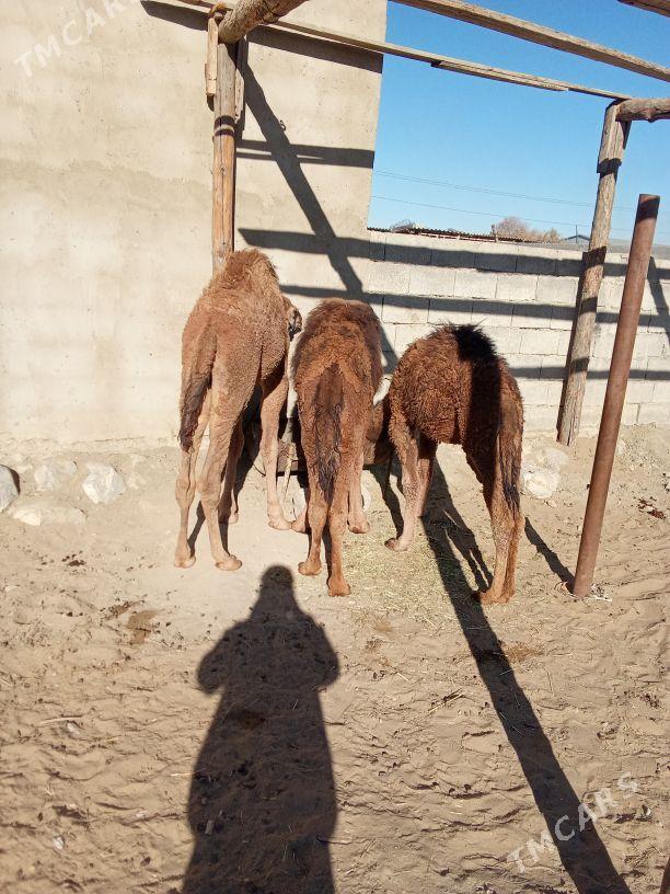 torum - Bäherden - img 6