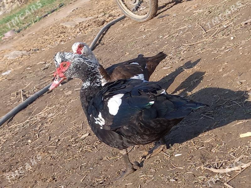 satlyk idutka - Wekilbazar - img 1