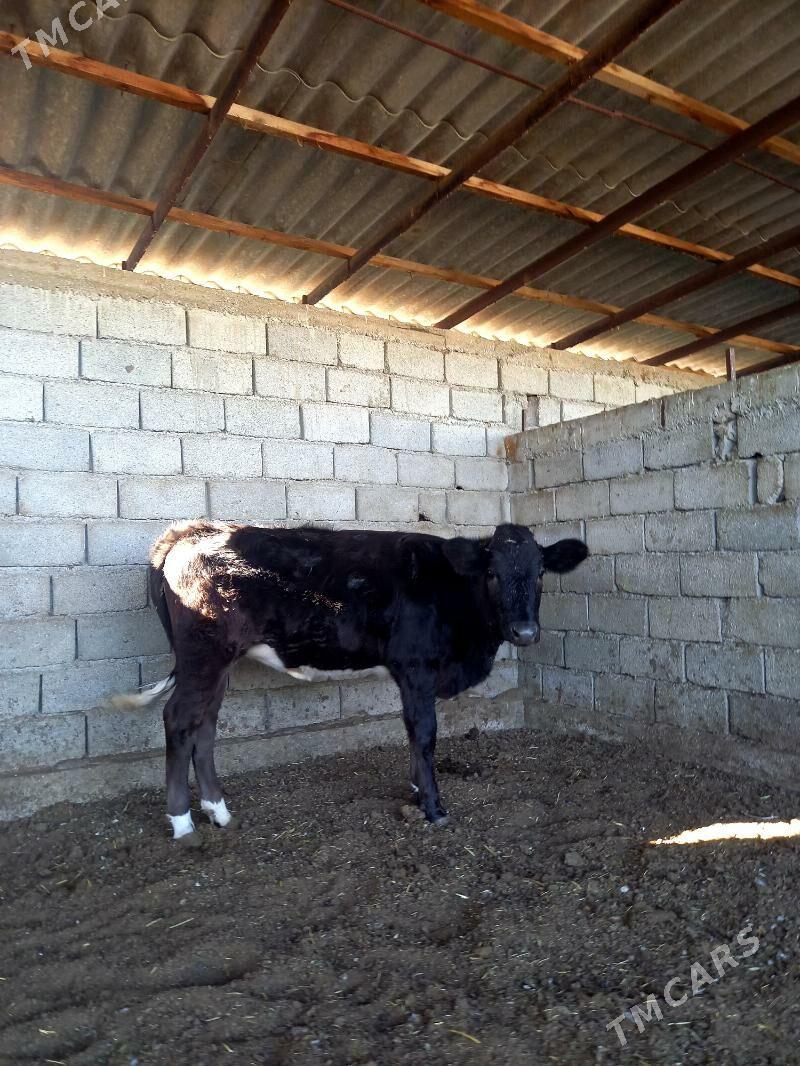 ARASSA ÇORNY PIÝOSTYR TÜWE - Гёкдепе - img 4