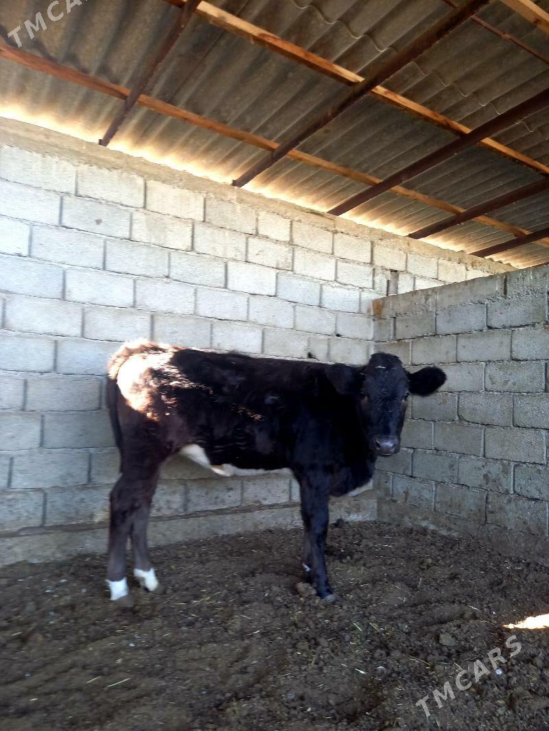 ARASSA ÇORNY PIÝOSTYR TÜWE - Гёкдепе - img 1