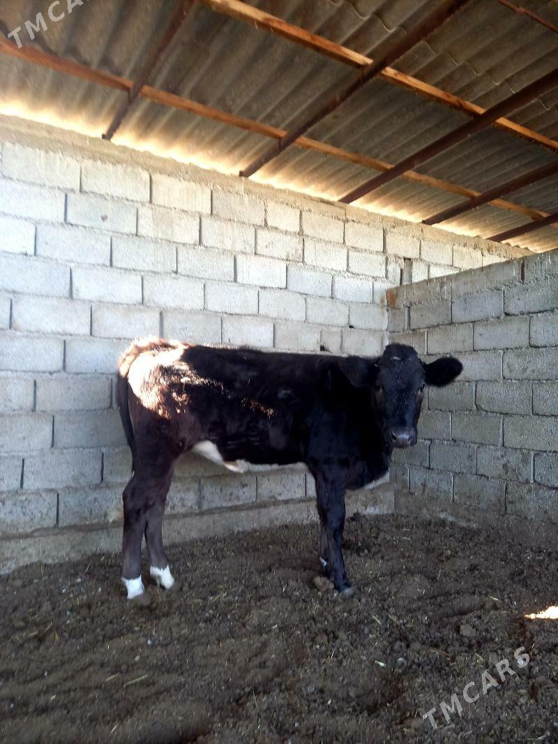 ARASSA ÇORNY PIÝOSTYR TÜWE - Гёкдепе - img 2