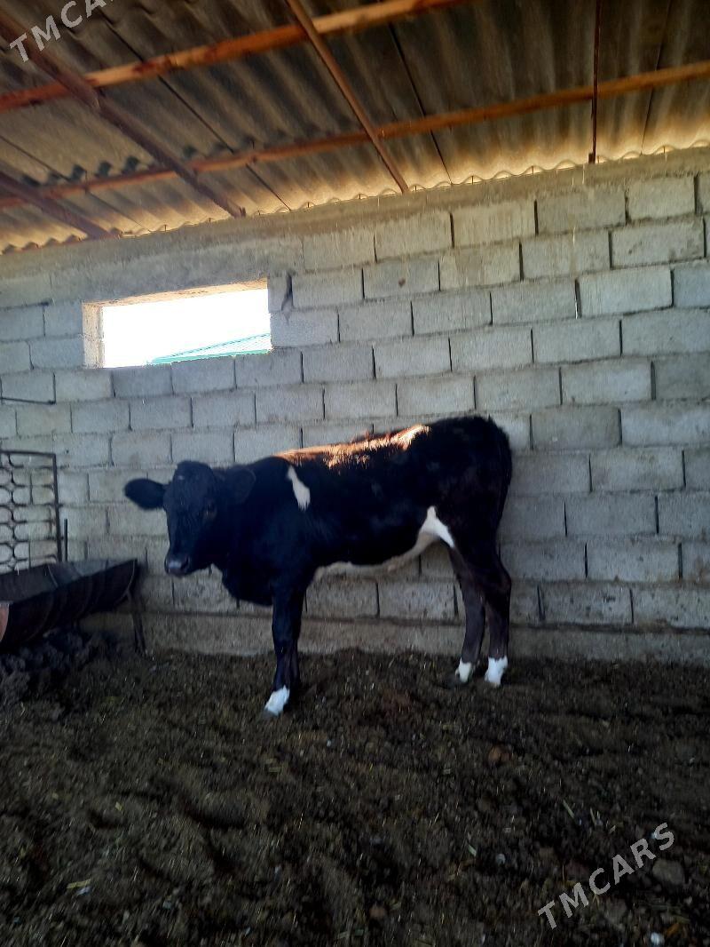 ARASSA ÇORNY PIÝOSTYR TÜWE - Гёкдепе - img 3