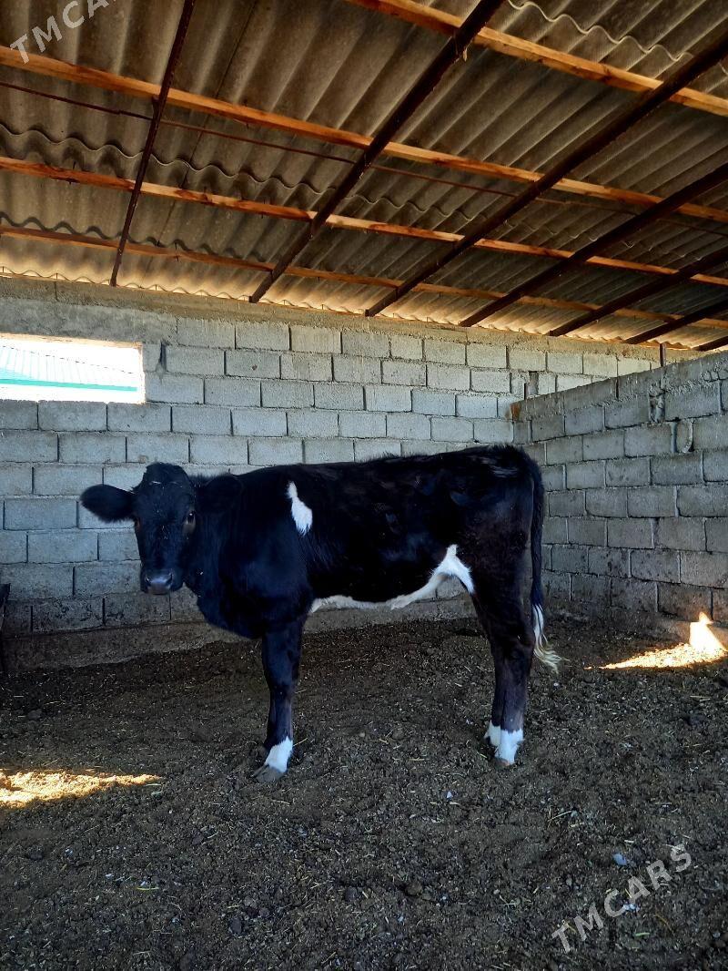 ARASSA ÇORNY PIÝOSTYR TÜWE - Гёкдепе - img 5