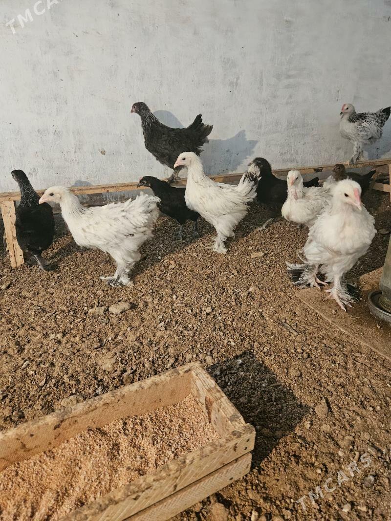 Juje et touk balakly - Türkmengala - img 4