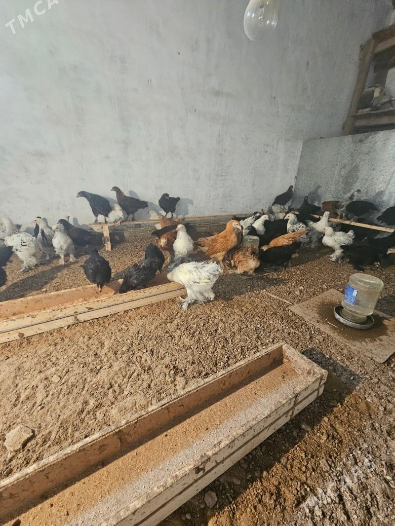 Juje et touk balakly - Türkmengala - img 3