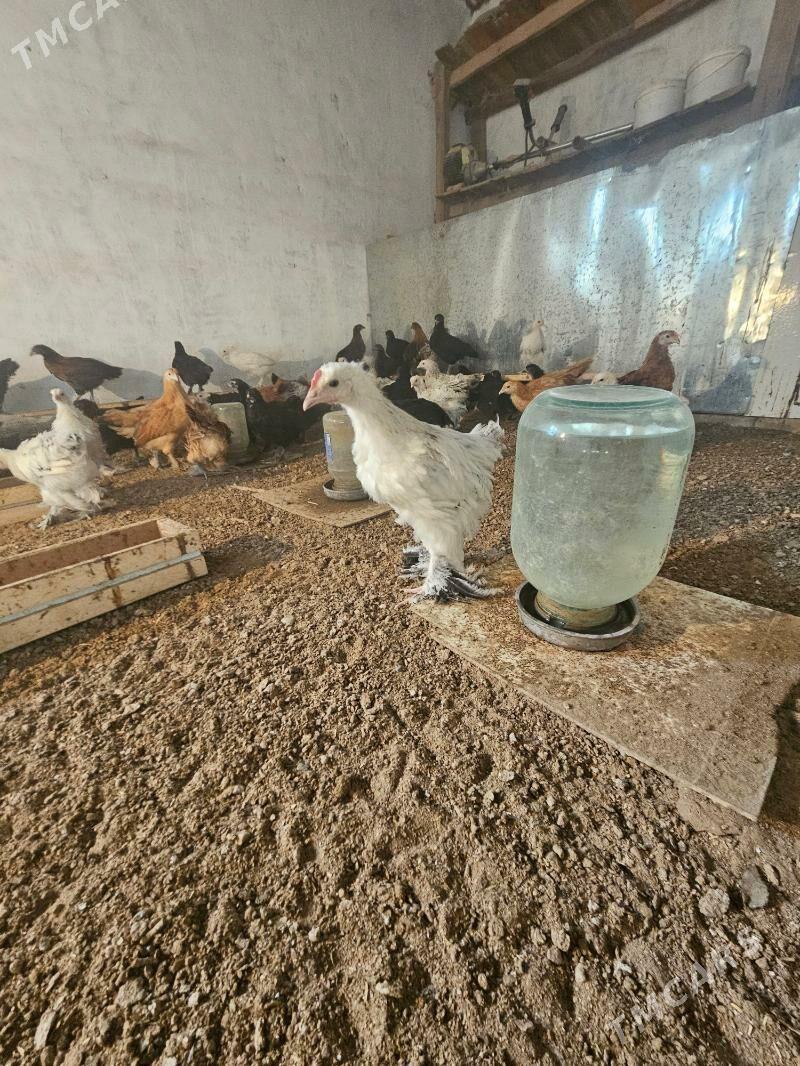 Juje et touk balakly - Türkmengala - img 2