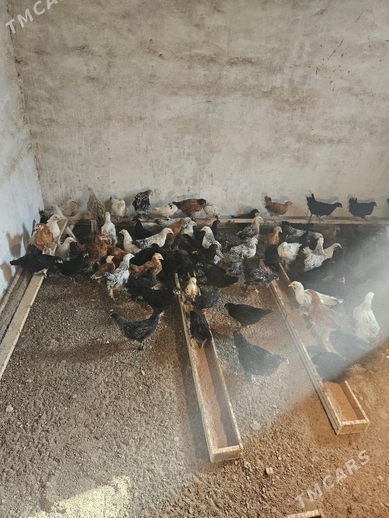 Juje et touk balakly - Türkmengala - img 5