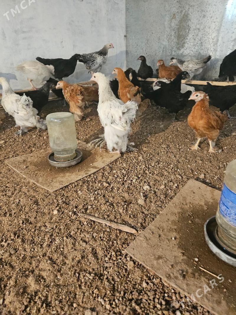 Juje et touk balakly - Türkmengala - img 1