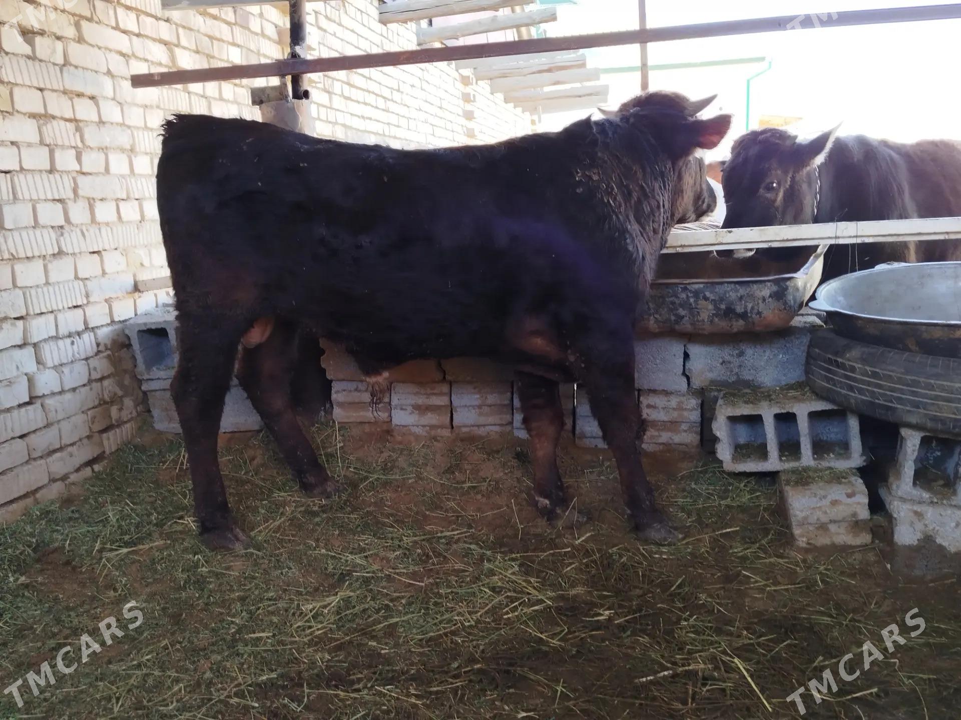 okuz - Ашхабад - img 3