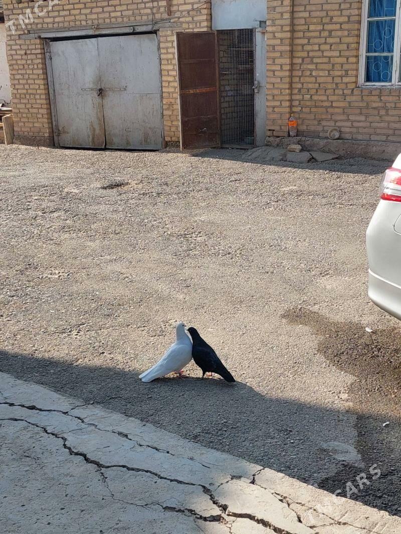 kepderi - Mary - img 2