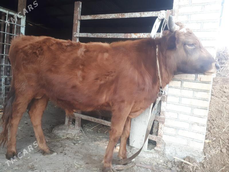 Okuzler - Wekilbazar - img 4