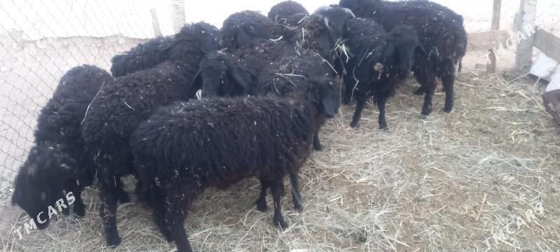 tokly - Änew - img 3