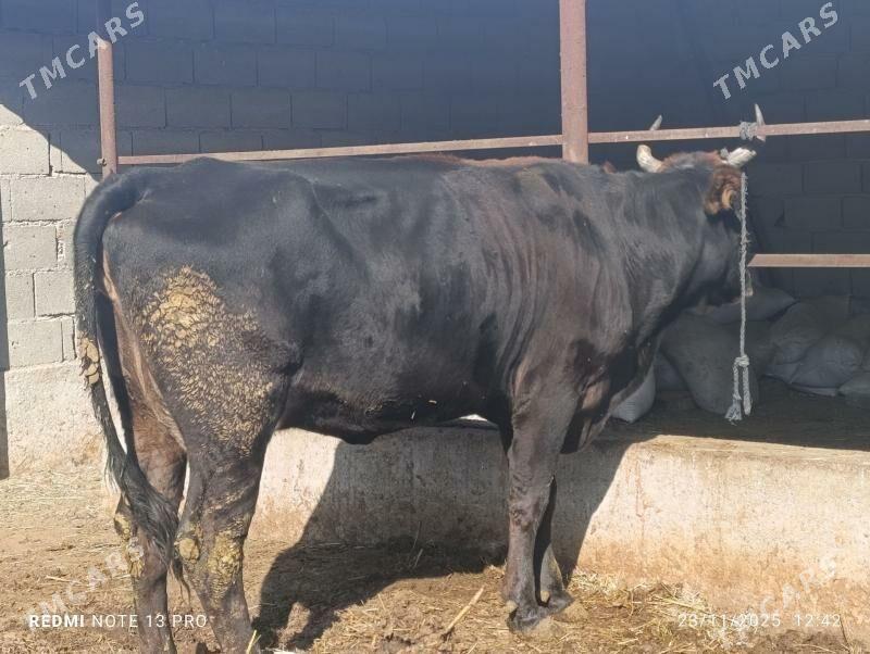 gysyr sygyr - Bäherden - img 2