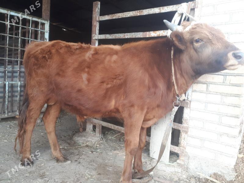 Okuzler - Wekilbazar - img 6