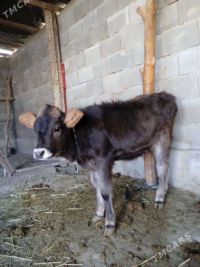 tuwe - Gökdepe - img 2