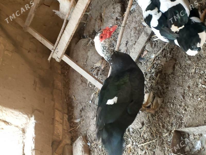 muskus ördek erkek - Çärjew - img 1