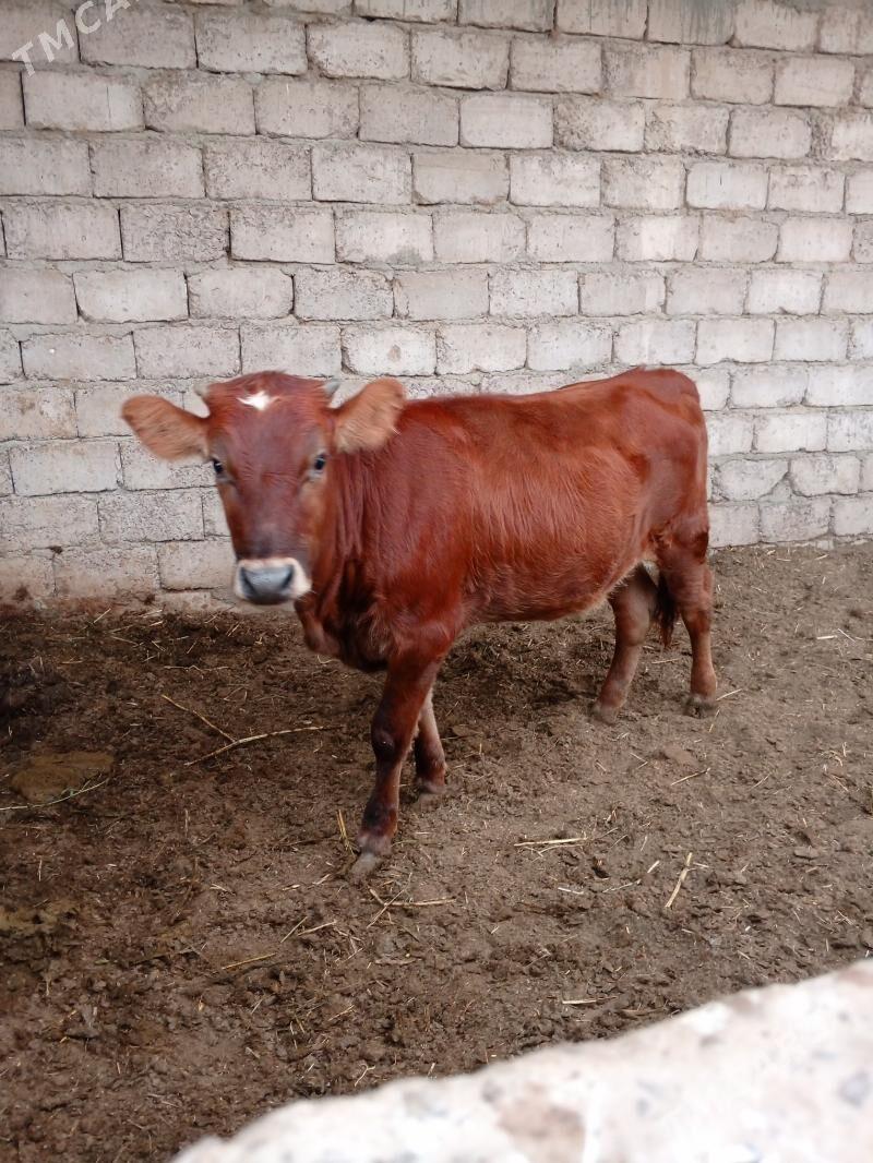 tuwe - Ýaşlyk - img 1