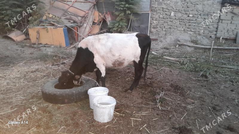 göleli okuz tuwe gôle - Бахарден - img 5