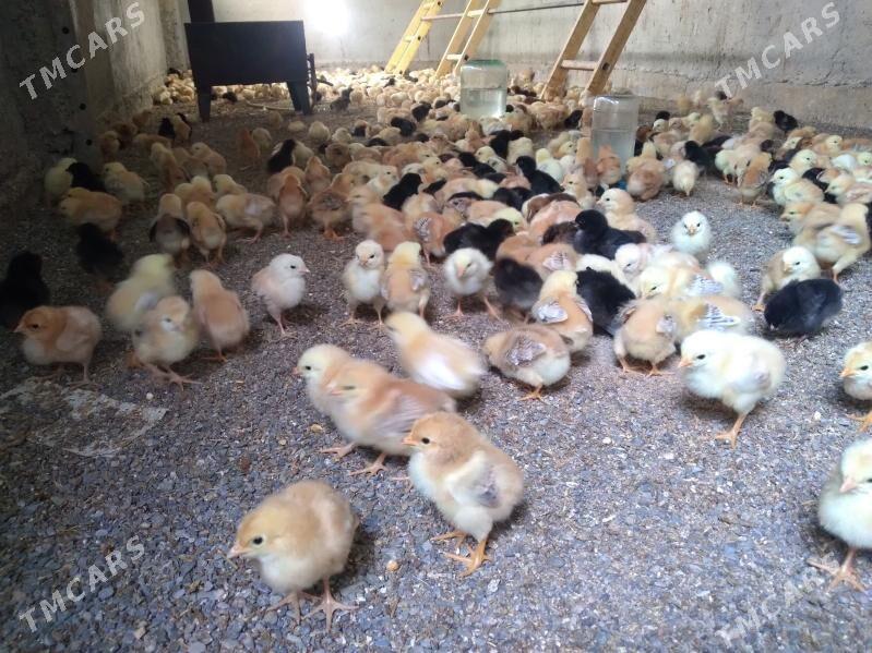 towuk juje - Гёкдепе - img 1