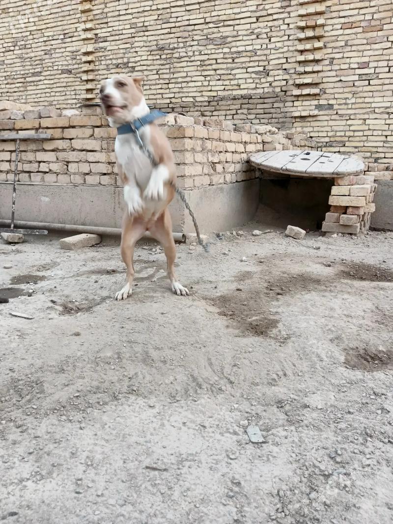 pitbull - Туркменабат - img 3