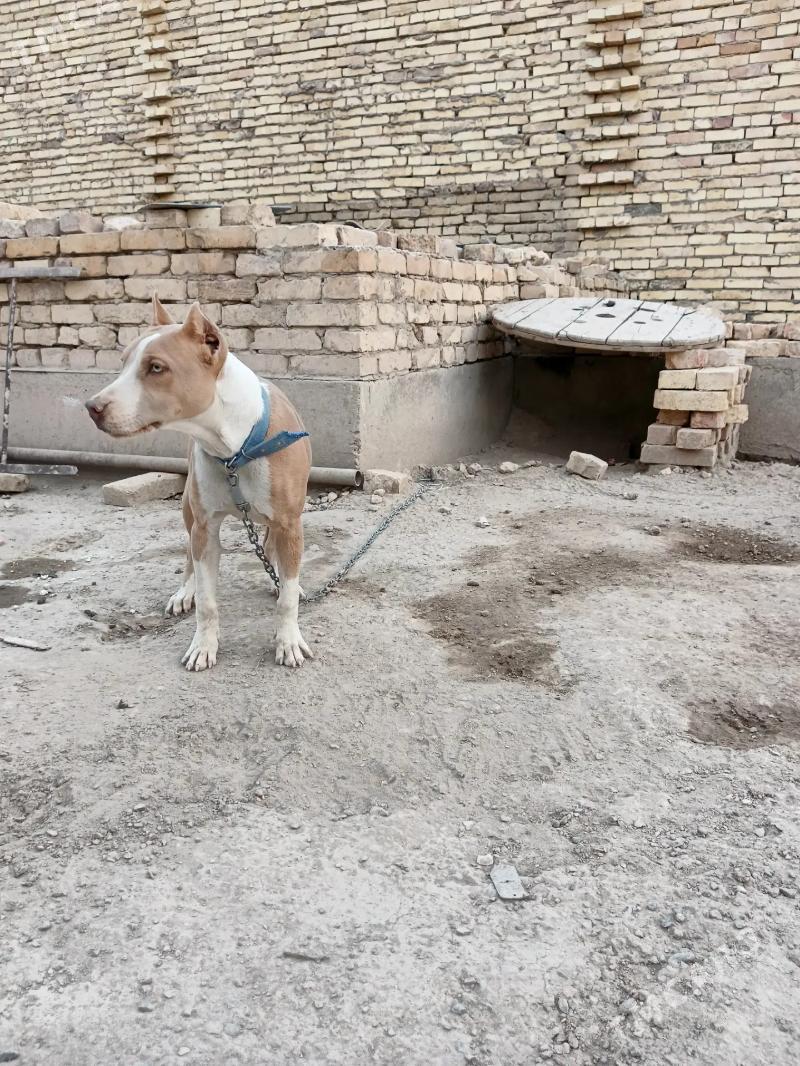 pitbull - Туркменабат - img 4