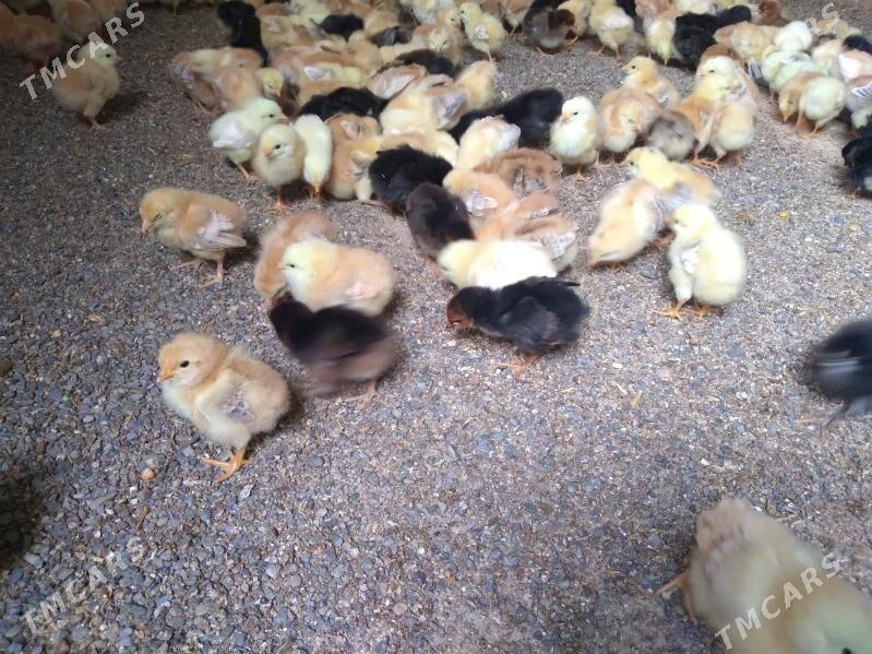 towuk juje - Гёкдепе - img 2