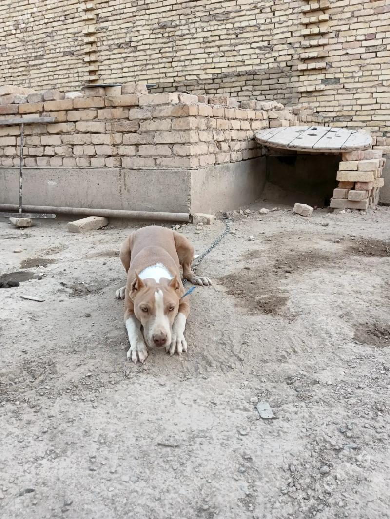 pitbull - Туркменабат - img 2