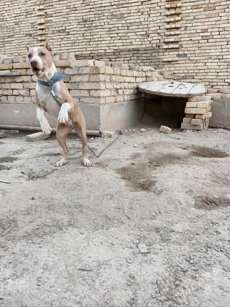 pitbull - Туркменабат - img 1