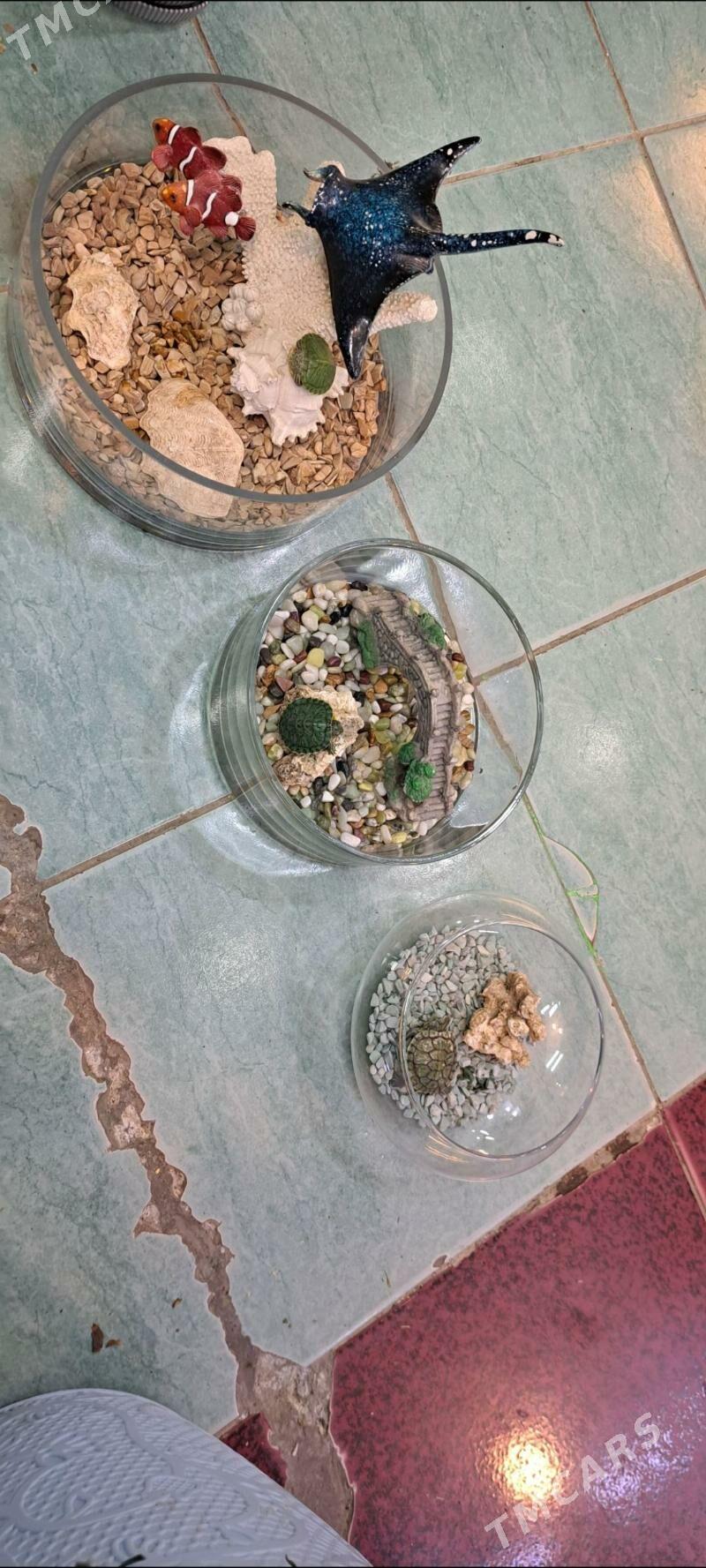 черепашки для детей - Ашхабад - img 5