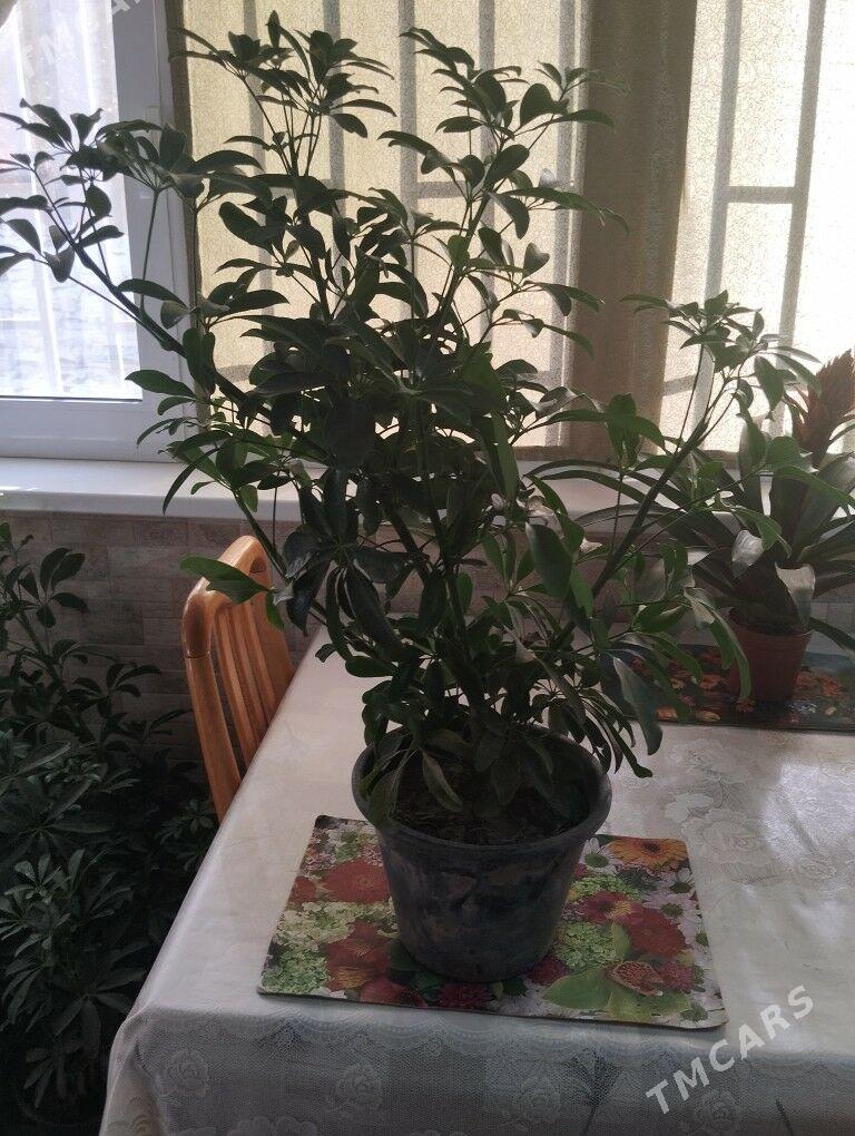 цветы растения торф - Ашхабад - img 1