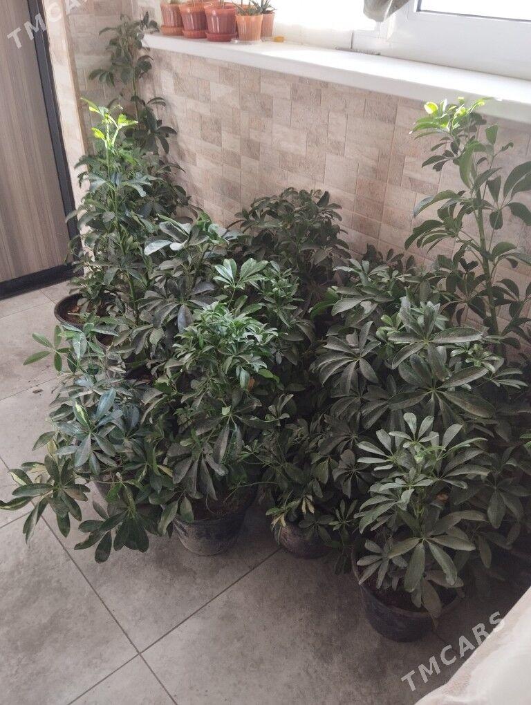 цветы растения торф - Ашхабад - img 5