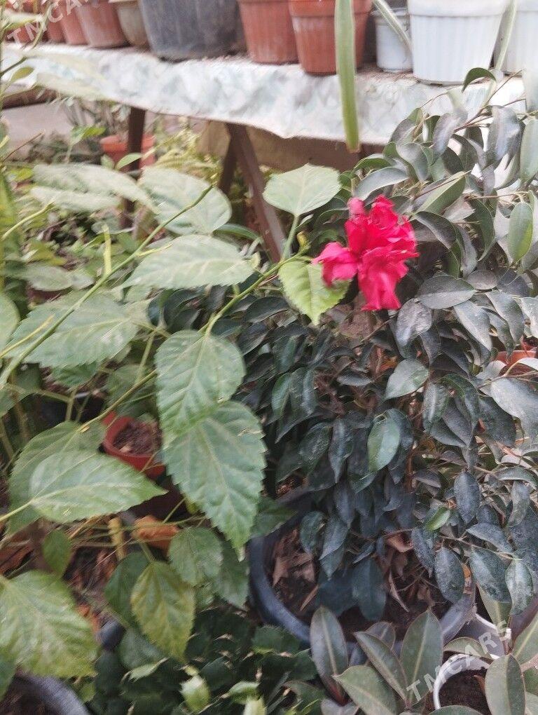 цветы растения торф - Ашхабад - img 6